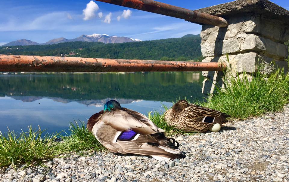 Laghi di Avigliana, la cova del germano reale - Andre Andre